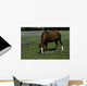 Horse Grazing Field