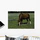 Horse Grazing Field
