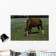 Horse Grazing Field