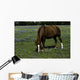 Horse Grazing Field