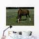 Horse Grazing Field