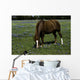 Horse Grazing Field