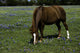 Horse Grazing Field