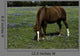 Horse Grazing Field