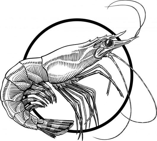 shrimp Wall Decal