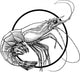 shrimp Wall Decal