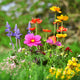 Flower Meadow Wall Mural