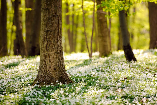 Forest Floor Spring 3