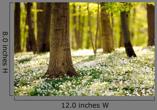Forest Floor Spring 3