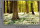 Forest Floor Spring 3