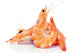 shrimps Wall Decal