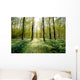 Forest Clearing Backlight