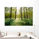 Forest Clearing Backlight