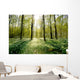 Forest Clearing Backlight