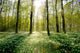 Forest Clearing Backlight