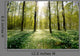 Forest Clearing Backlight