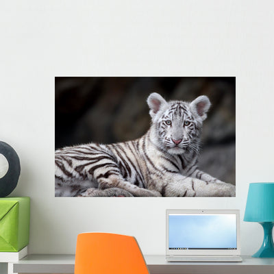 White Tiger Portrait shown on a wall