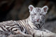 White Tiger Portrait