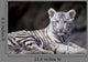 White Tiger Portrait