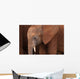 Elephant Baby Wall Mural