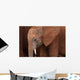 Elephant Baby Wall Mural