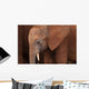 Elephant Baby Wall Mural