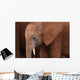 Elephant Baby Wall Mural