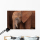 Elephant Baby Wall Mural