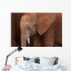Elephant Baby Wall Mural