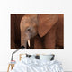 Elephant Baby Wall Mural
