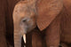 Elephant Baby Wall Mural