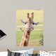 African Giraffe up Wall Mural