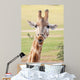 African Giraffe up Wall Mural
