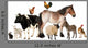 Farm Animals in Front of White Background Wall Decal