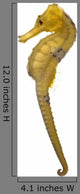 Longsnout Seahorse or Slender Seahorse Wall Decal
