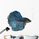 Siamese fighting fish Wall Decal