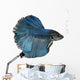 Siamese fighting fish Wall Decal