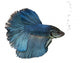 Siamese fighting fish Wall Decal