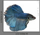 Siamese fighting fish Wall Decal