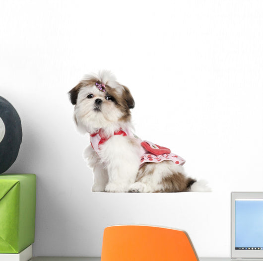 Shih Tzu puppy dressed up, 3 months old Wall Decal