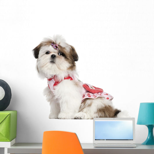 Shih Tzu puppy dressed up, 3 months old Wall Decal