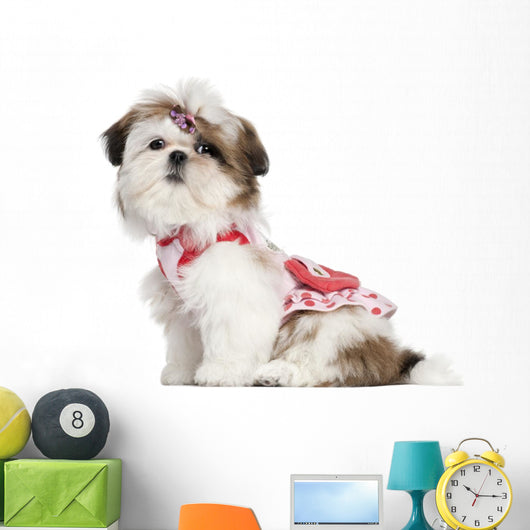 Shih Tzu puppy dressed up, 3 months old Wall Decal