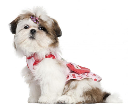 Shih Tzu puppy dressed up, 3 months old Wall Decal