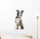 Mixed-breed Dog 7 Months