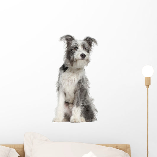 Mixed-breed Dog 7 Months