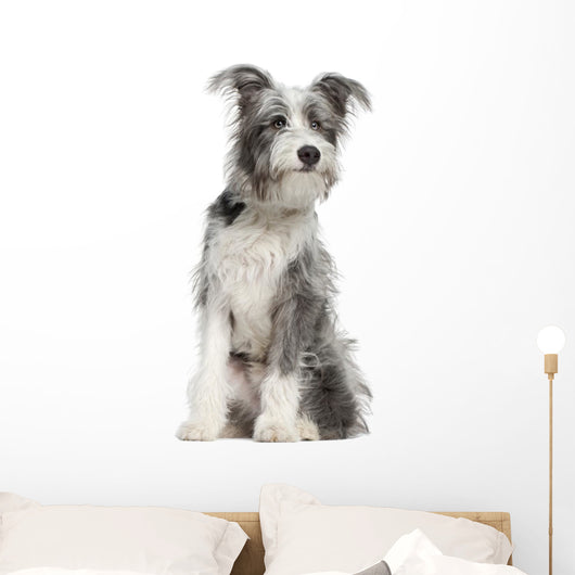 Mixed-breed Dog 7 Months