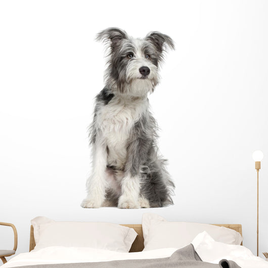 Mixed-breed Dog 7 Months