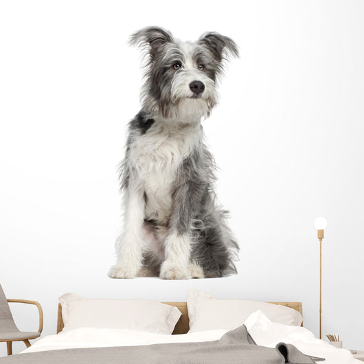 Mixed-breed Dog 7 Months