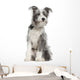 Mixed-breed Dog 7 Months