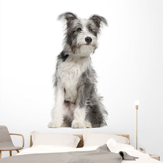 Mixed-breed Dog 7 Months